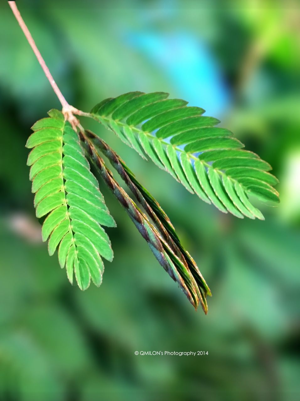 leaf, close-up, focus on foreground, green color, growth, nature, plant, leaf vein, natural pattern, selective focus, beauty in nature, outdoors, day, fragility, green, no people, stem, leaves, sunlight, freshness