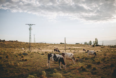 Cows on field against sky