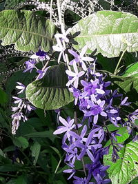 Close-up of purple flowering plants