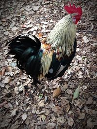 Close-up of rooster