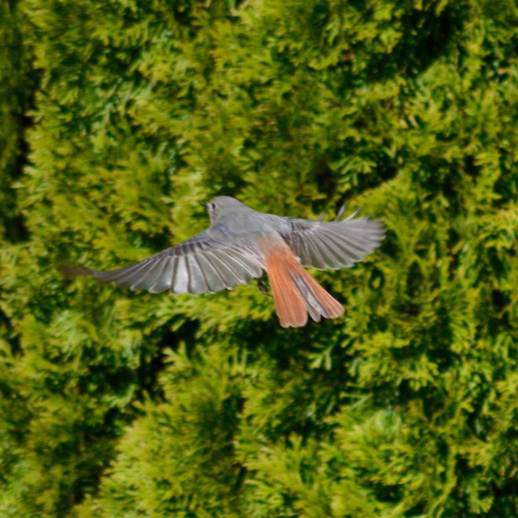 VIEW OF BIRD FLYING