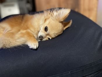 Close-up of a dog sleeping at home