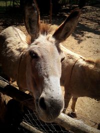 Close-up portrait of a horse in pen