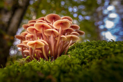 Close-up of mushrooms growing on land