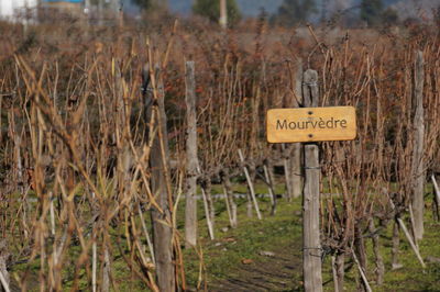 Close-up of road sign against plants