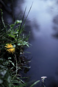 Close-up of flowering plant