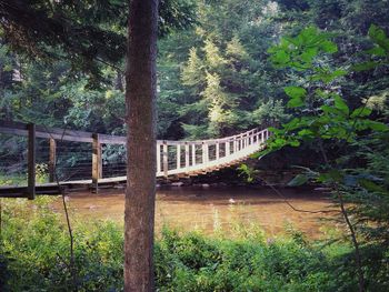 View of bridge in forest