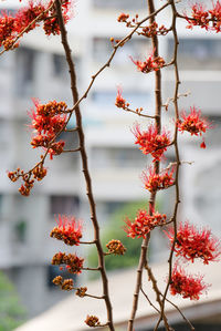 Close-up of red berries on tree