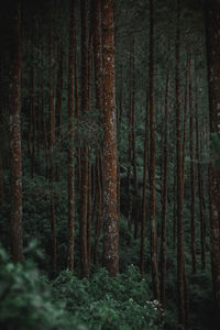 Trees in forest