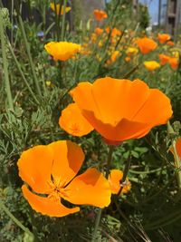 Close-up of orange crocus flowers blooming on field