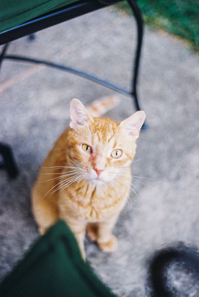 CLOSE-UP OF CAT SITTING ON HAND