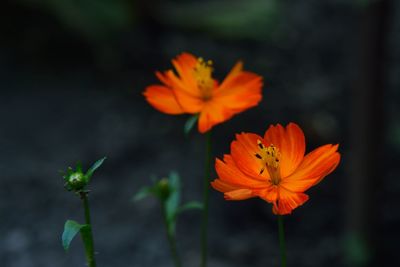 Close-up of orange cosmos flower