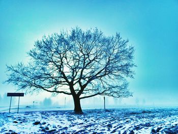 Bare trees on snow covered landscape