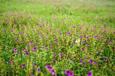 Purple flowers in field