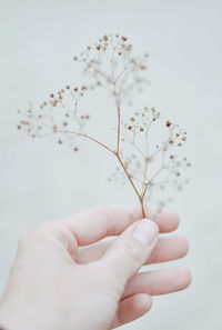 Midsection of person holding flowering plant