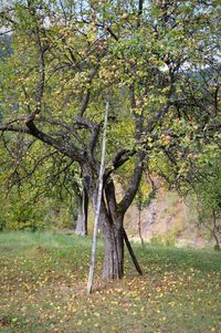 Trees in forest