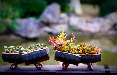 Close-up of potted plant