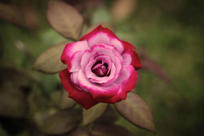 Pink rose with leaves background in a vintage style garden photo.