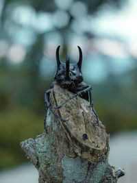 Close-up of lizard on tree trunk