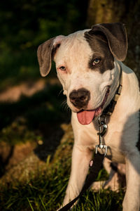 Portrait of dog looking away