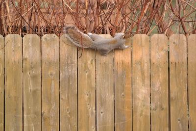 Bird perching on tree trunk