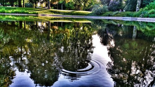 Reflection of trees in lake