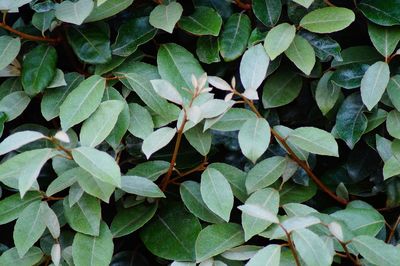 High angle view of plants growing on field