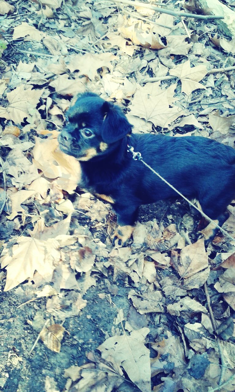 animal themes, one animal, dog, pets, high angle view, domestic animals, portrait, looking at camera, mammal, sitting, rock - object, stone - object, full length, outdoors, day, black color, nature, no people, sunlight, relaxation