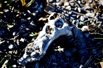 High angle view of animal skull on field