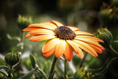 Close-up of yellow daisy flower