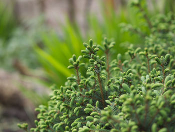 Close-up of green leaves