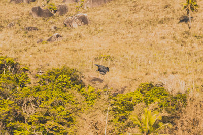 View of birds on land