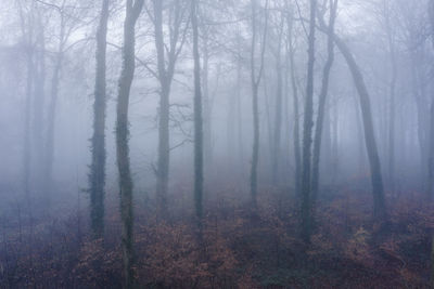 Trees in forest