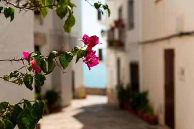 Pink flower plant growing outside house