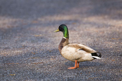 Male mallard duck crossing a dirt alley in dappled light with mouthful of gravel