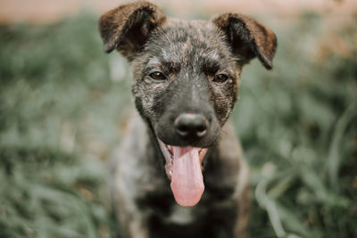 Close-up portrait of dog