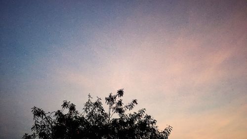 Tree against sky