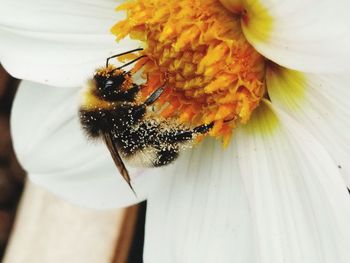 Close-up of bee on white flower