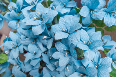 Close-up of blue hydrangea flowers in park