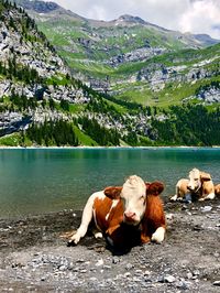 Cow on oeschinensee in switzerland