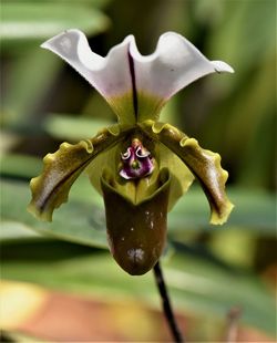 Close-up of purple flowering plant