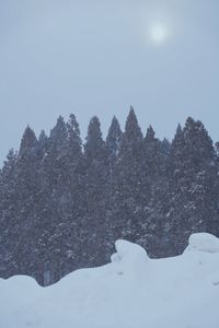 Snow covered trees against clear sky