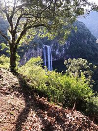 Scenic view of waterfall in forest