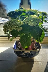 Close-up of potted plant