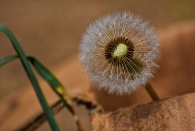 Close-up of plant