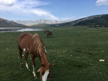 Horses grazing in a field