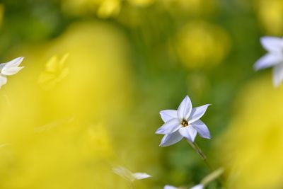 Close-up of white flowers blooming outdoors