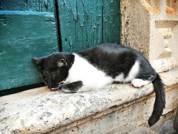 Black cat lying on wall