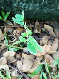 Close-up of leaves growing on field