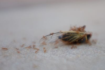 Close-up of insect on wheat